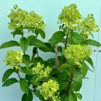 Hortenzia metlinatá (Hydrangea paniculata) ´SKYFALL´ - výška 60-80 cm, kont. C3L - NA KMIENKU